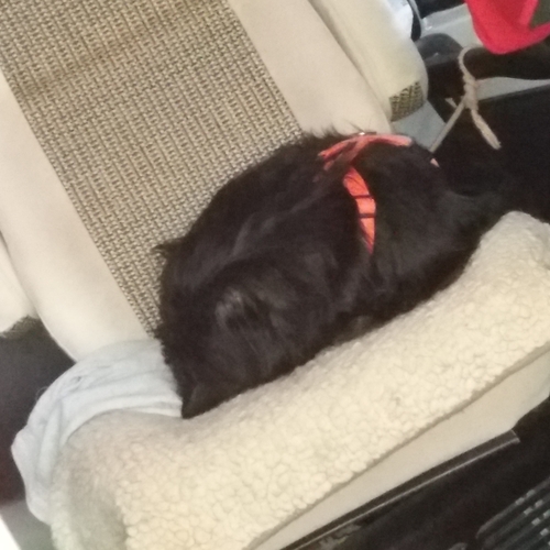 Hundetreffen 2018 im Allgäu (1)